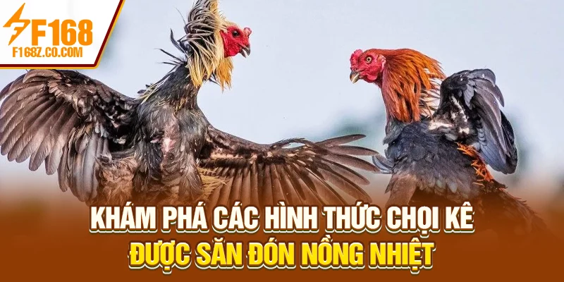 Khám phá các hình thức chọi kê được săn đón nồng nhiệt