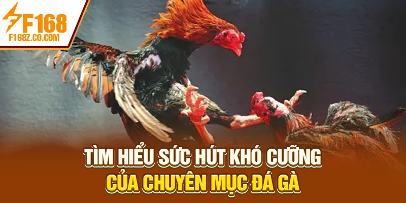 Tìm hiểu sức hút khó cưỡng của chuyên mục đá gà