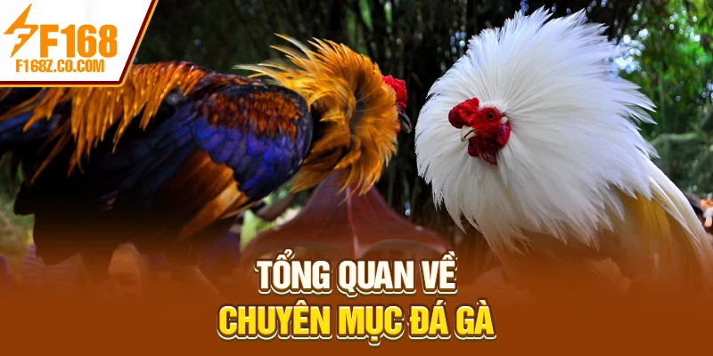 Tổng quan về chuyên mục đá gà